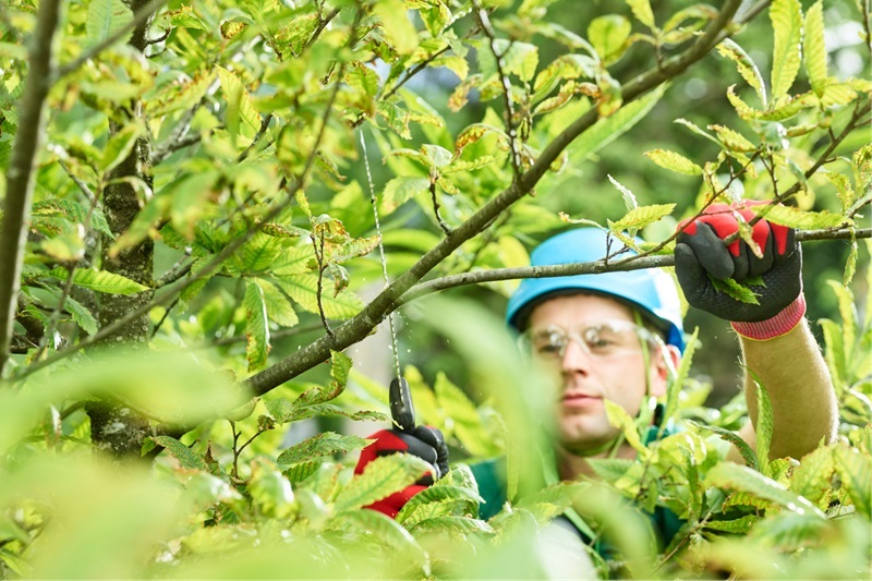 a Tree Service Business